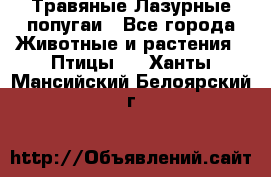 Травяные Лазурные попугаи - Все города Животные и растения » Птицы   . Ханты-Мансийский,Белоярский г.